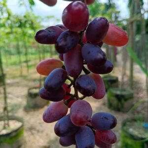 ৫ পিচ আঙ্গুর চারা